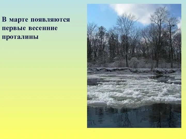В марте появляются первые весенние проталины