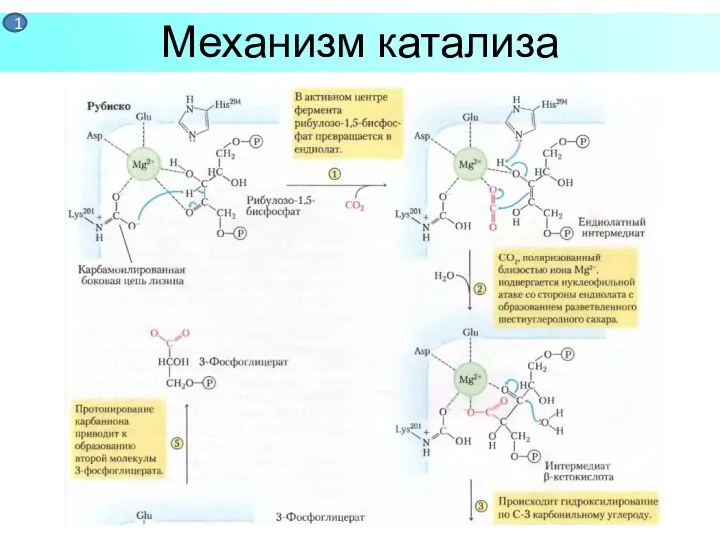 Механизм катализа 1