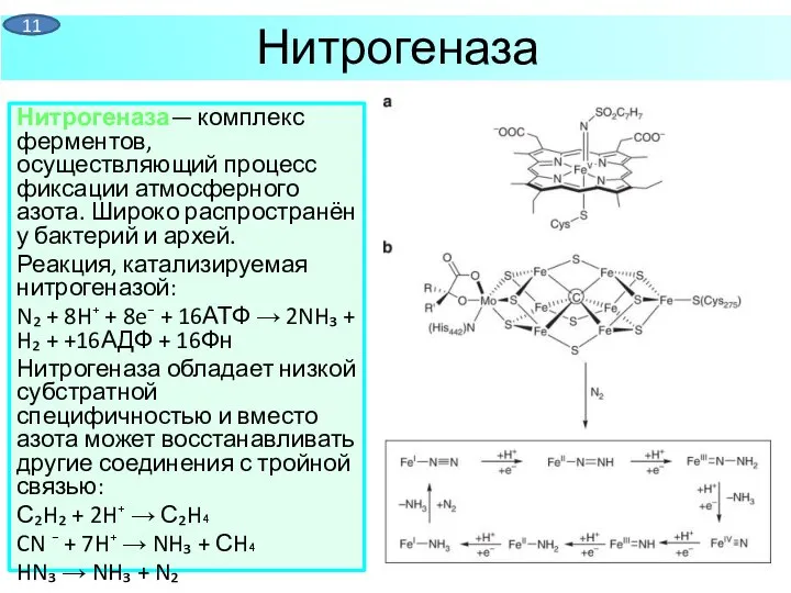 Нитрогеназа— комплекс ферментов, осуществляющий процесс фиксации атмосферного азота. Широко распространён у