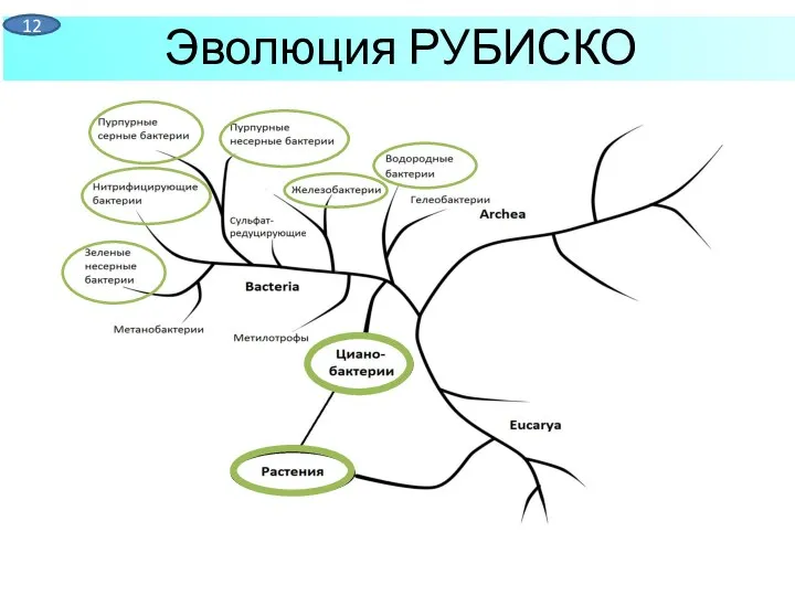 Эволюция РУБИСКО 12