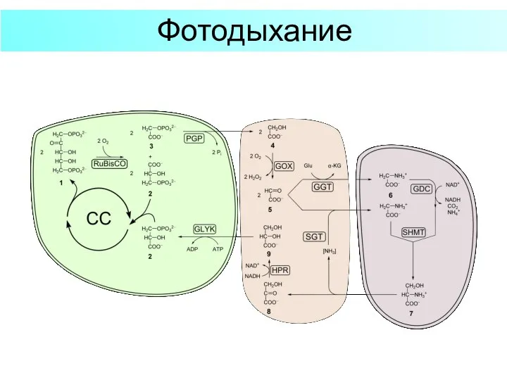 Фотодыхание