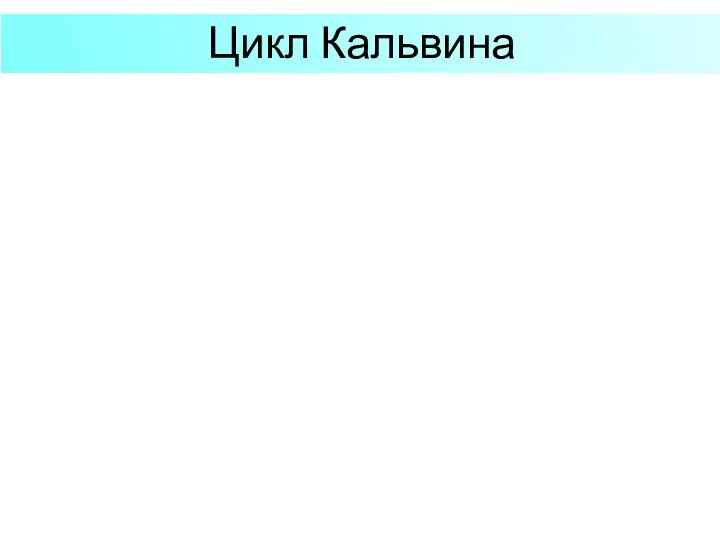 Цикл Кальвина