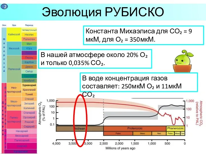 Эволюция РУБИСКО Константа Михаэлиса для СО₂ = 9 мкМ, для О₂