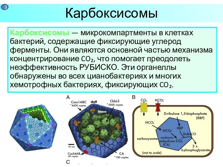 Карбоксисомы — микрокомпартменты в клетках бактерий, содержащие фиксирующие углерод ферменты. Они