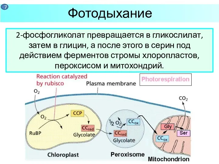 Фотодыхание 2-фосфогликолат превращается в гликослилат, затем в глицин, а после этого