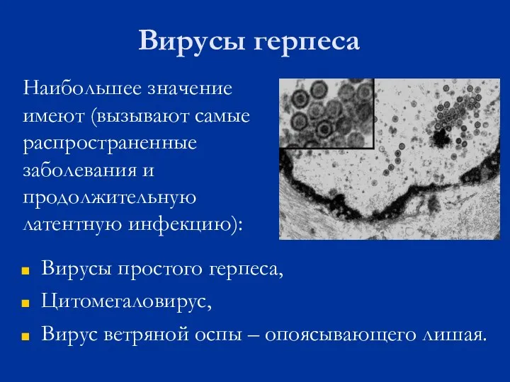 Вирусы герпеса Наибольшее значение имеют (вызывают самые распространенные заболевания и продолжительную