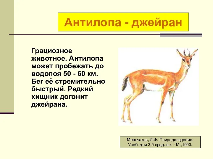 Грациозное животное. Антилопа может пробежать до водопоя 50 - 60 км.