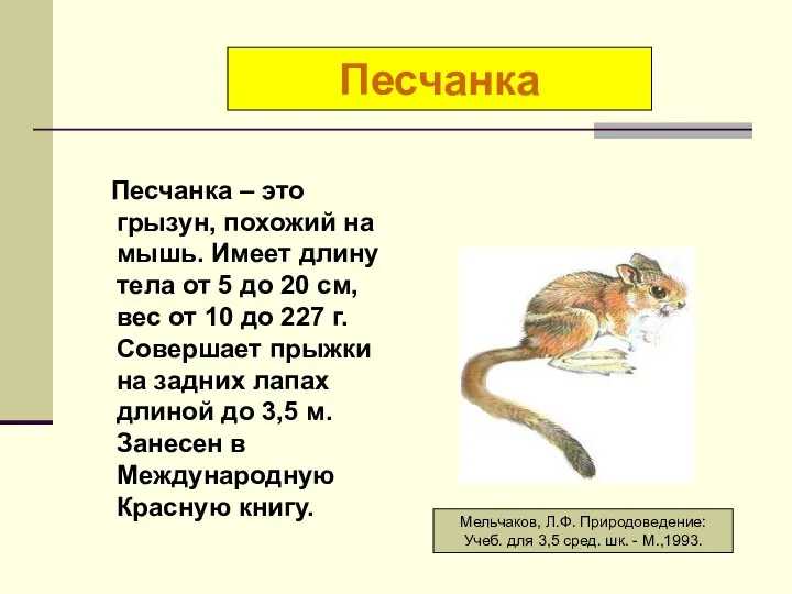 Песчанка – это грызун, похожий на мышь. Имеет длину тела от