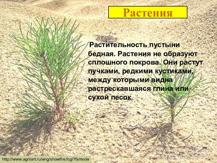 Растения Растительность пустыни бедная. Растения не образуют сплошного покрова. Они растут