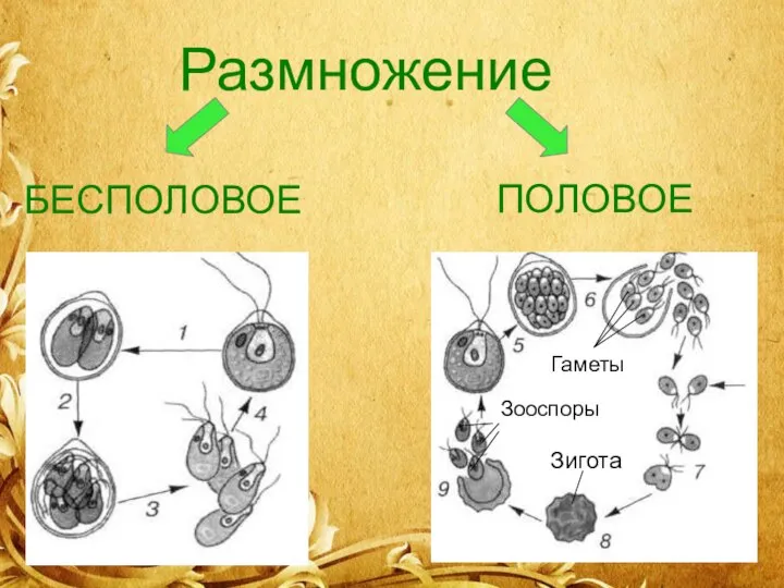 Сократительные вакуоли Размножение БЕСПОЛОВОЕ ПОЛОВОЕ Гаметы Зигота Зооспоры