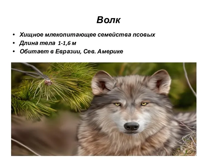 Волк Хищное млекопитающее семейства псовых Длина тела 1-1,6 м Обитает в Евразии, Сев. Америке