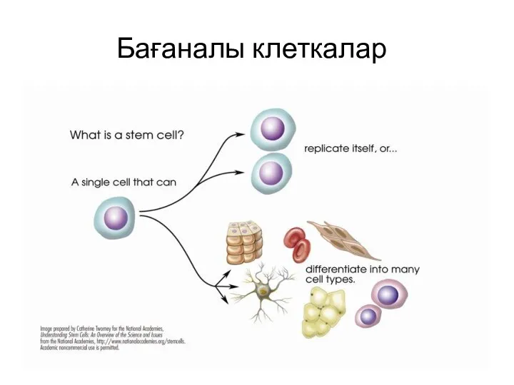 Бағаналы клеткалар