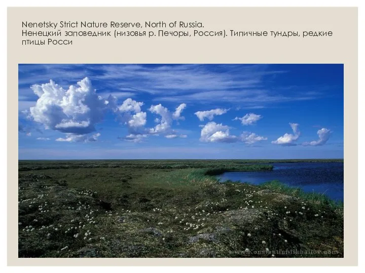 Nenetsky Strict Nature Reserve, North of Russia. Ненецкий заповедник (низовья р.