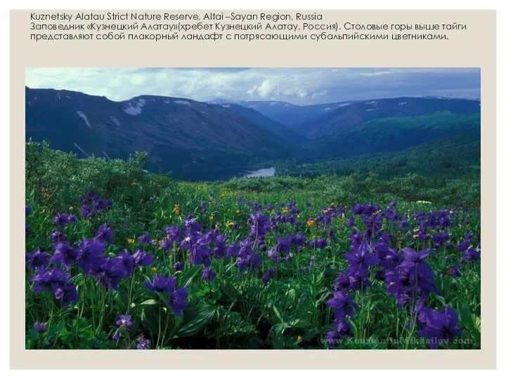 Kuznetsky Alatau Strict Nature Reserve, Altai –Sayan Region, Russia Заповедник «Кузнецкий