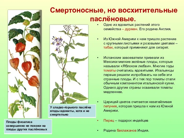 Смертоносные, но восхитительные паслёновые. Одно из ядовитых растений этого семейства –