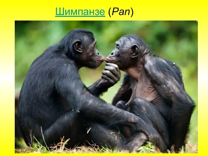 Шимпанзе (Pan)