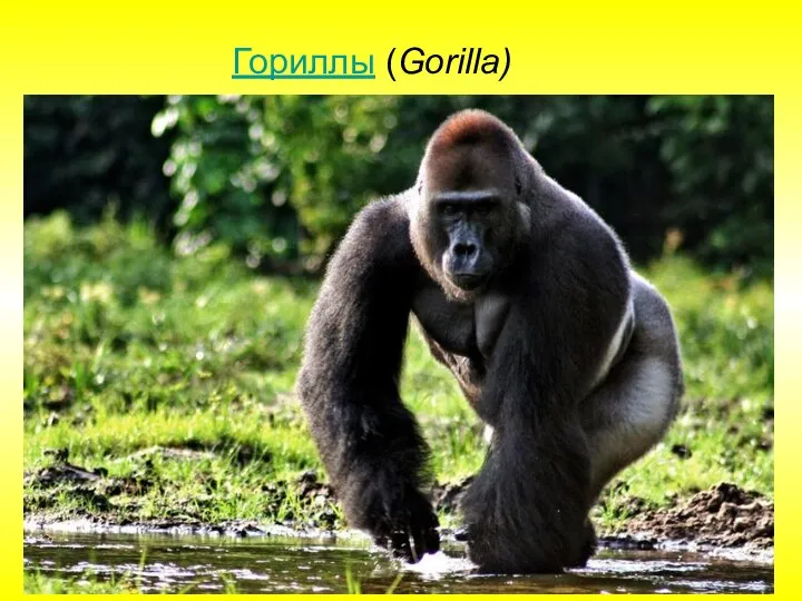 Гориллы (Gorilla)