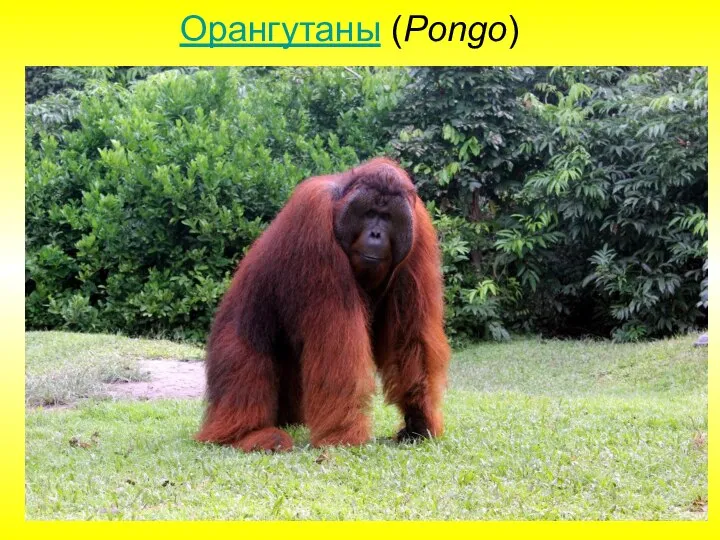 Орангутаны (Pongo)
