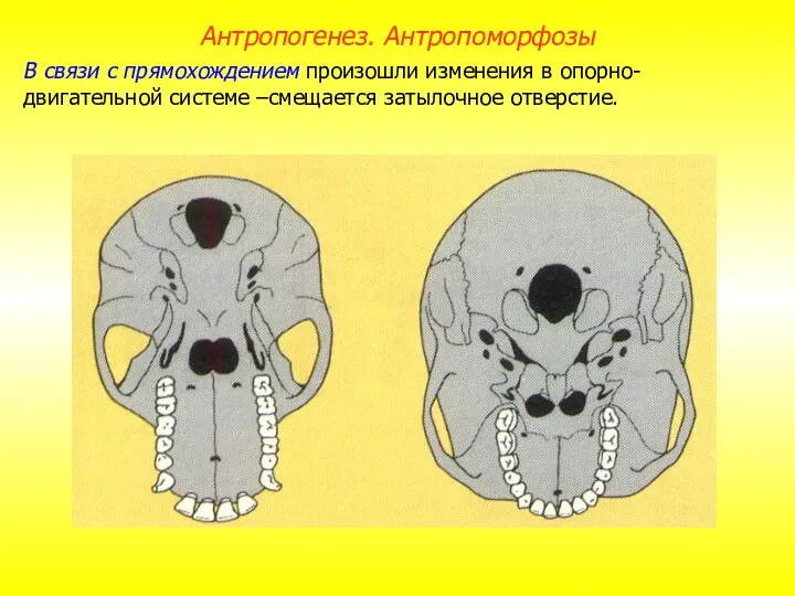 В связи с прямохождением произошли изменения в опорно-двигательной системе –смещается затылочное отверстие. Антропогенез. Антропоморфозы