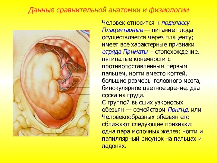 Человек относится к подклассу Плацентарные — питание плода осуществляется через плаценту;