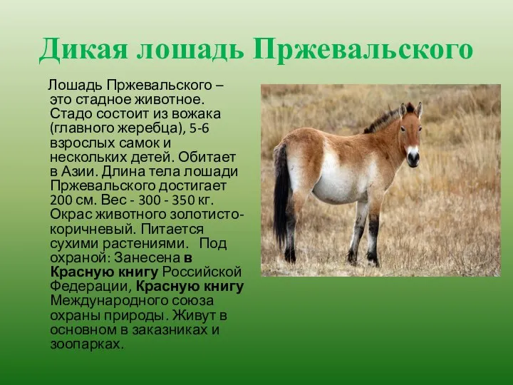 Дикая лошадь Пржевальского Лошадь Пржевальского – это стадное животное. Стадо состоит