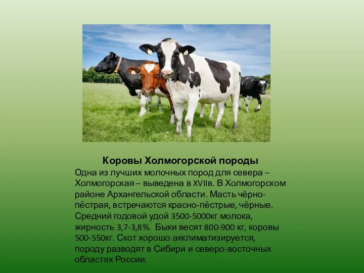 Коровы Холмогорской породы Одна из лучших молочных пород для севера –Холмогорская