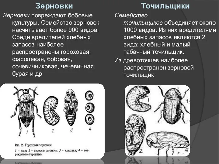 Зерновки Зерновки повреждают бобовые культуры. Семейство зерновок насчитывает более 900 видов.