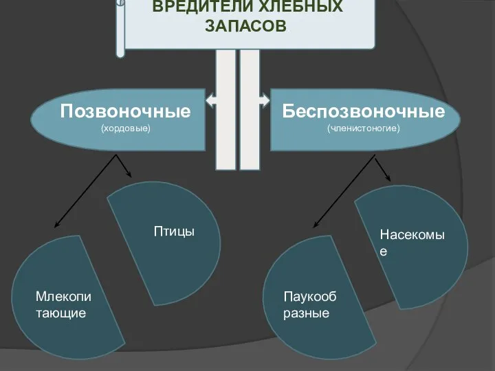 Позвоночные (хордовые) Беспозвоночные (членистоногие) ВРЕДИТЕЛИ ХЛЕБНЫХ ЗАПАСОВ. Млекопитающие Птицы Паукообразные Насекомые