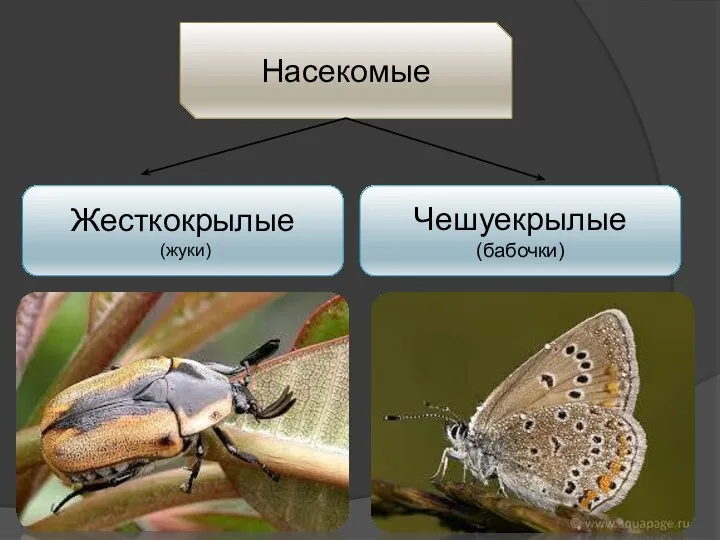 . Насекомые Жесткокрылые (жуки) Чешуекрылые (бабочки)