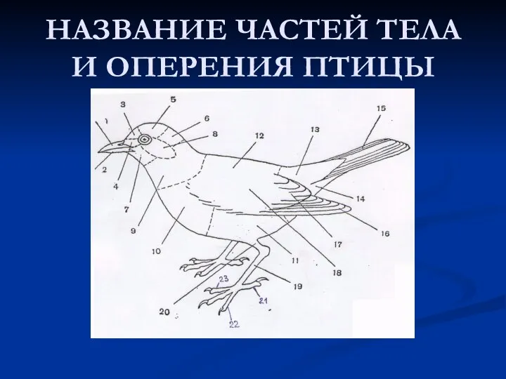 НАЗВАНИЕ ЧАСТЕЙ ТЕЛА И ОПЕРЕНИЯ ПТИЦЫ