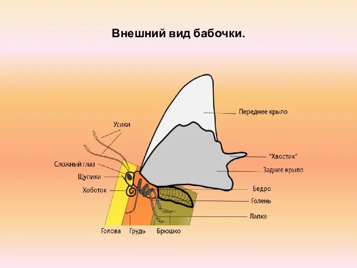 Внешний вид бабочки.