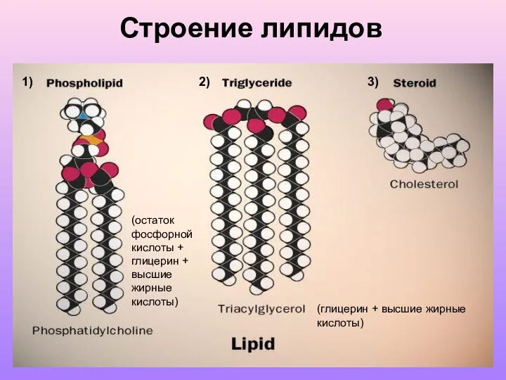 Строение липидов (глицерин + высшие жирные кислоты) (остаток фосфорной кислоты +