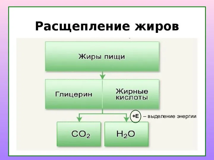 +Е – выделение энергии