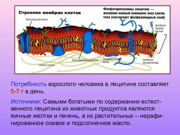 Потребность взрослого человека в лецитине составляет 5-7 г в день. Источники: