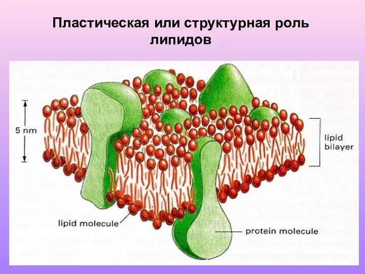 Пластическая или структурная роль липидов