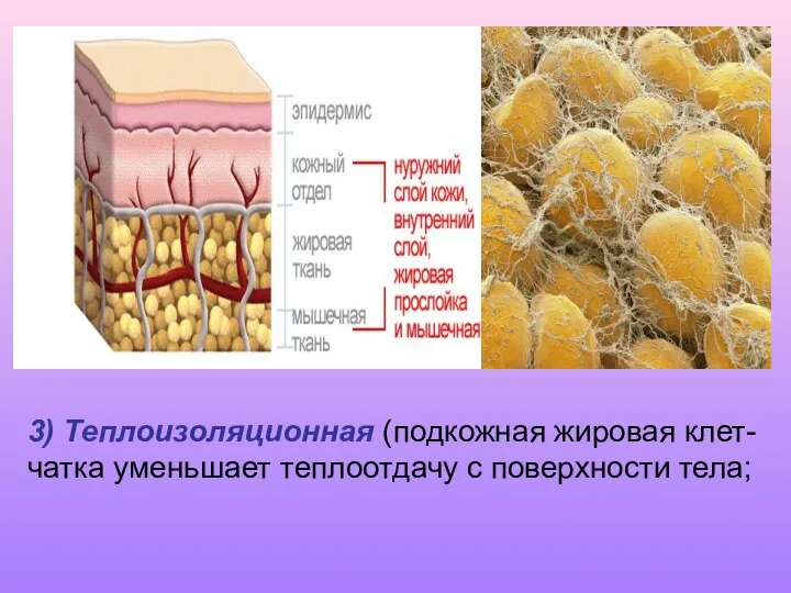 3) Теплоизоляционная (подкожная жировая клет-чатка уменьшает теплоотдачу с поверхности тела;