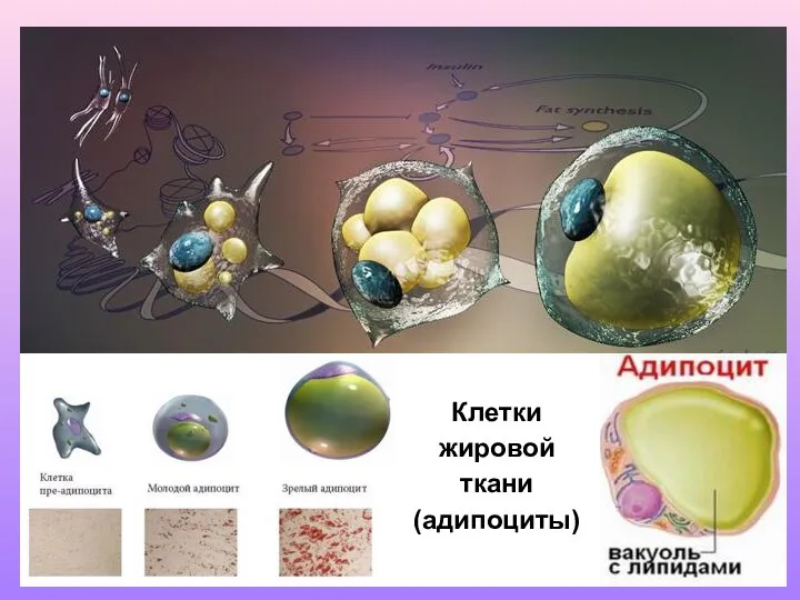 Клетки жировой ткани (адипоциты)