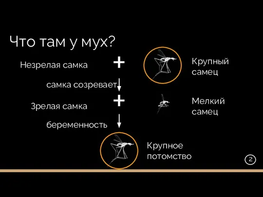 Что там у мух? Незрелая самка Зрелая самка + + 2