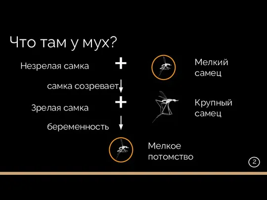 Что там у мух? Незрелая самка Зрелая самка + + 2