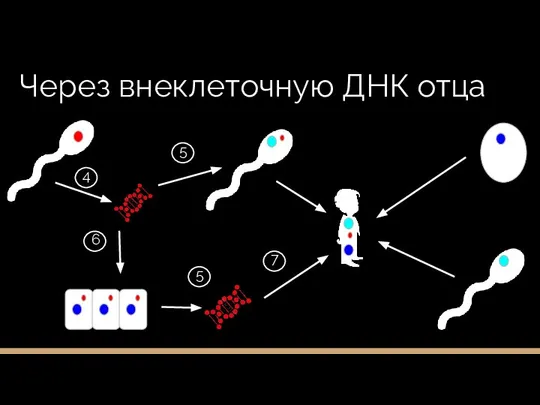 Через внеклеточную ДНК отца 6 5 7 4 5