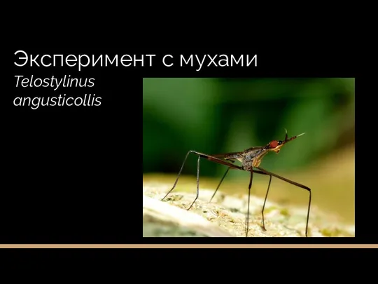 Эксперимент с мухами Telostylinus angusticollis