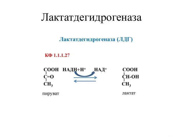 Лактатдегидрогеназа