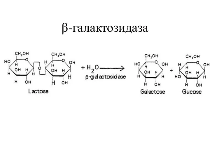 β-галактозидаза