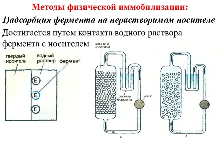 Методы физической иммобилизации: 1)адсорбция фермента на нерастворимом носителе Достигается путем контакта водного раствора фермента с носителем.