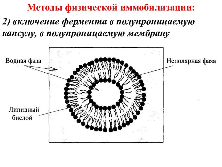 Методы физической иммобилизации: 2) включение фермента в полупроницаемую капсулу, в полупроницаемую мембрану