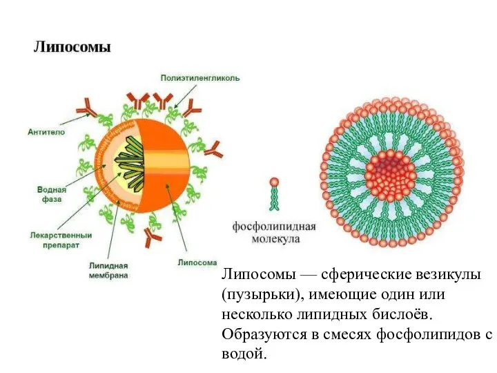 Липосомы — сферические везикулы (пузырьки), имеющие один или несколько липидных бислоёв.