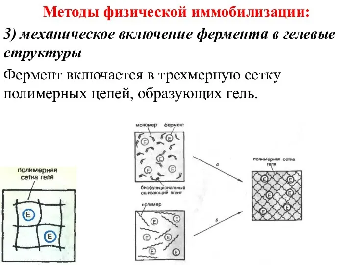 Методы физической иммобилизации: 3) механическое включение фермента в гелевые структуры Фермент