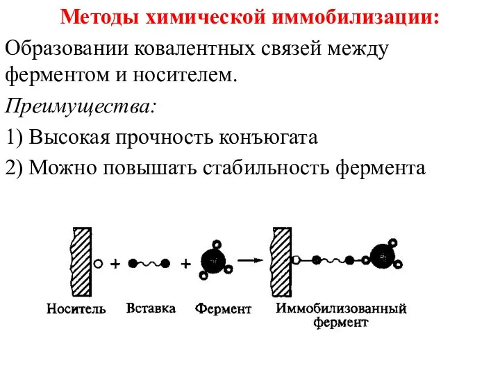 Методы химической иммобилизации: Образовании ковалентных связей между ферментом и носителем. Преимущества: