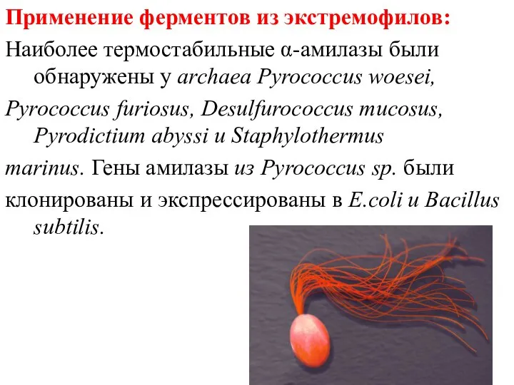 Применение ферментов из экстремофилов: Наиболее термостабильные α-амилазы были обнаружены у archaea