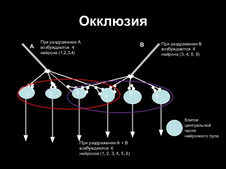 Окклюзия 1 2 3 4 5 6 А В При раздражении